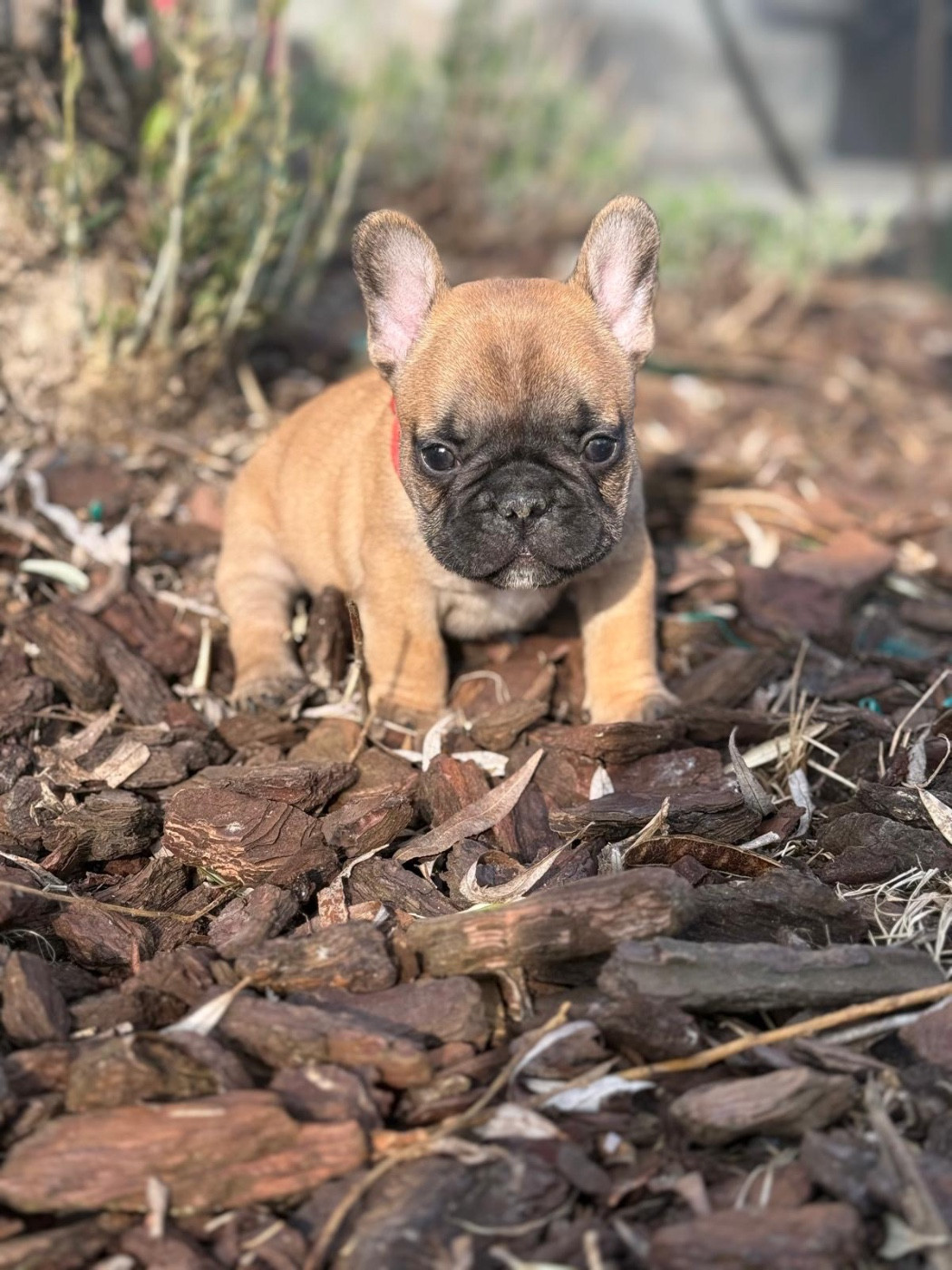 Du Marais - Chiots disponibles - Bouledogue français