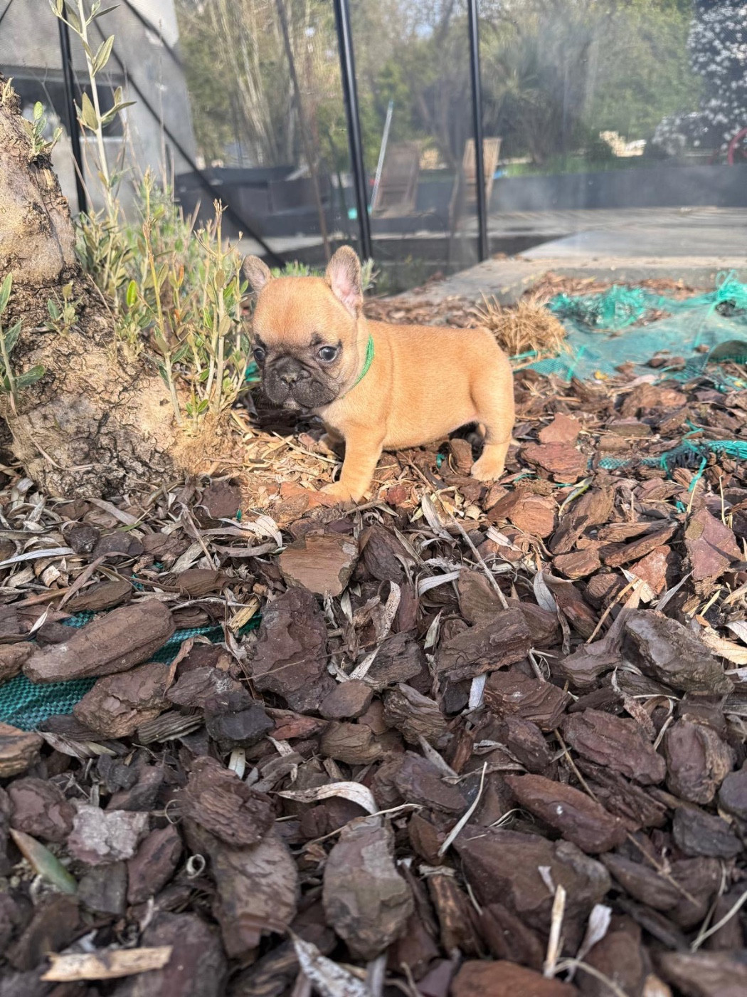 Du Marais - Chiots disponibles - Bouledogue français