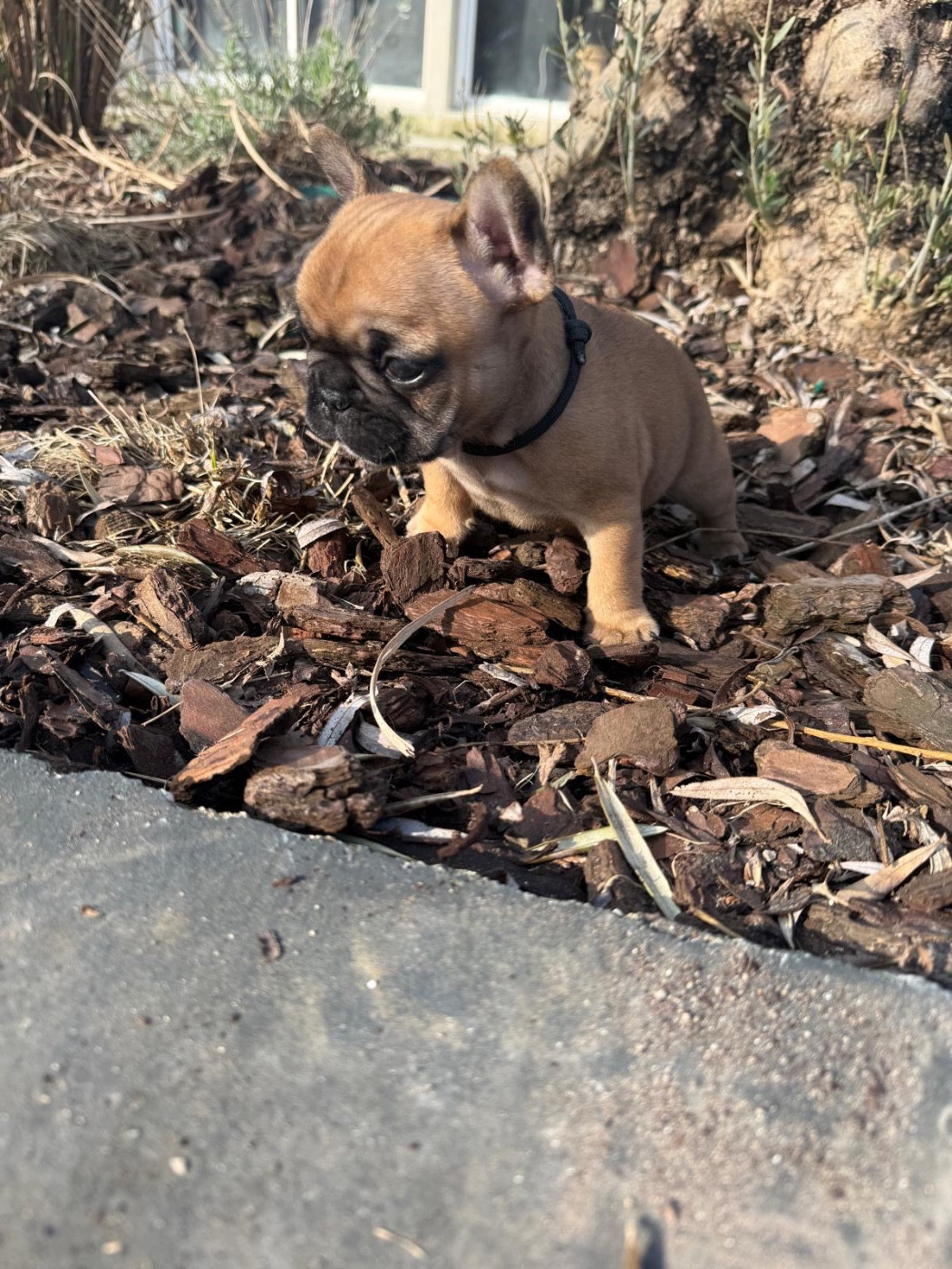 Du Marais - Chiots disponibles - Bouledogue français