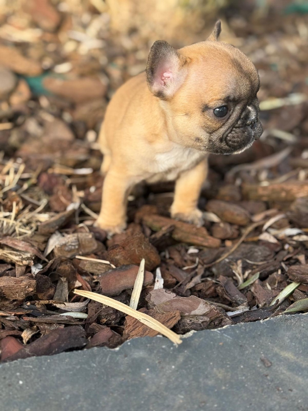 Du Marais - Chiots disponibles - Bouledogue français